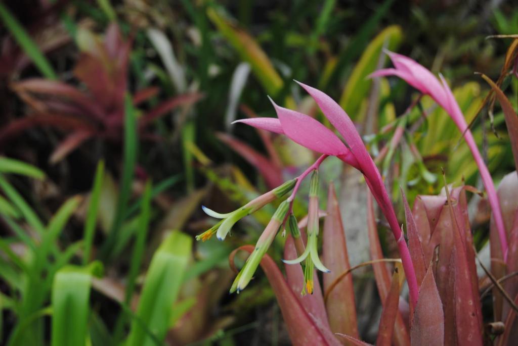 Buya Futhi Bed & Breakfast Saint Lucia Estuary エクステリア 写真